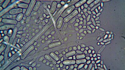 Microcosm Marvels: A Geek’s Guide to the Most Intriguing Microbiomes in 2026