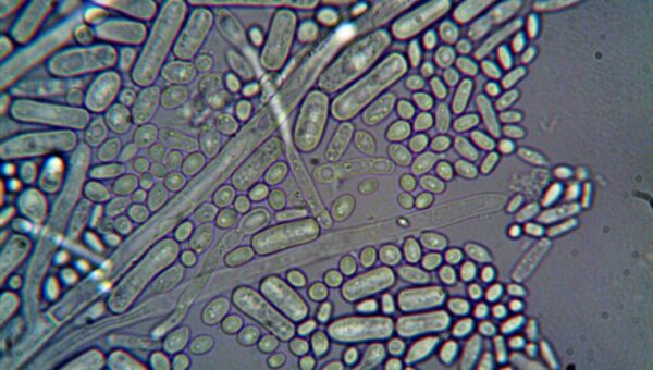 Microcosm Marvels: A Geek’s Guide to the Most Intriguing Microbiomes in 2026