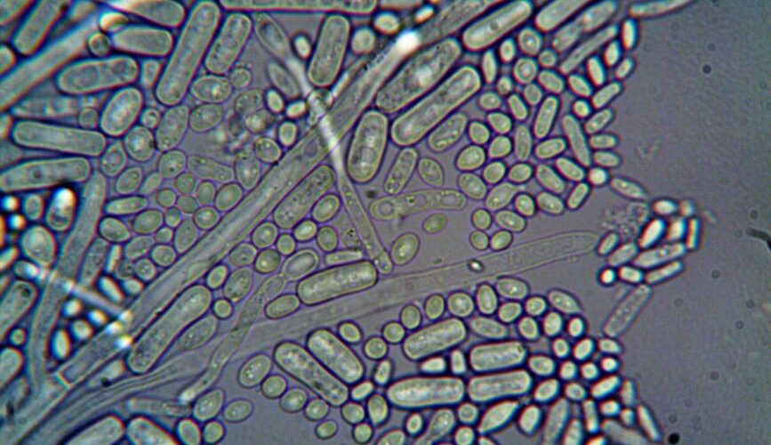Microcosm Marvels: A Geek’s Guide to the Most Intriguing Microbiomes in 2026